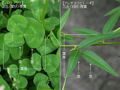 三出複葉植物|複葉植物の戦略